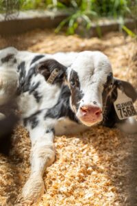 Kalbfleisch aus den Niederlanden zeigt, wie billig oft Tierschutz frisst - Beitragsbild auf brandaktuell